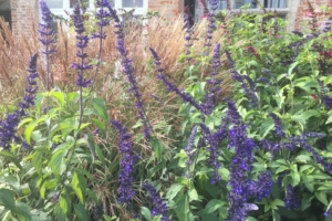 Salvia-'Indigo-Spires'