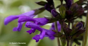 Salvia guaranitica var. Purpurea