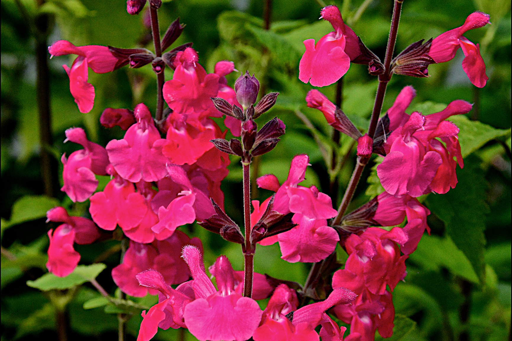 Salvia Pink Pong