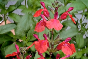 Salvia Wine and Roses